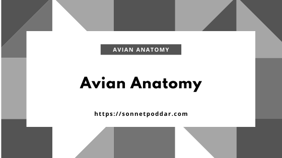 Avian anatomy course