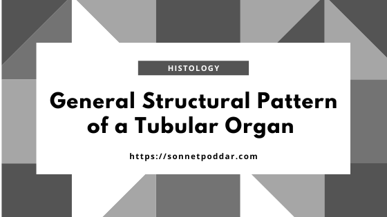 General structural pattern of a tubular organ