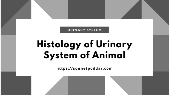 Histology of respiratory system of animal