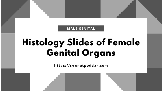 Histology slide of female genital organs