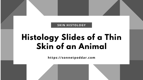 Histology slides of a thin skin of an animal