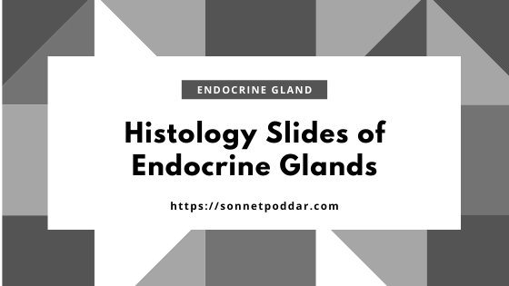 Histology slides of endocrine glands