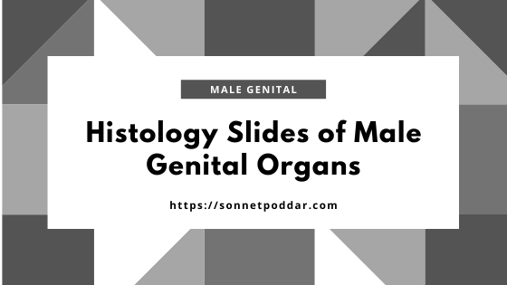 Histology slides of male genital organs