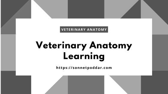 Veterinary anatomy learning