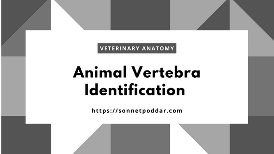 Animal typical vertebrae identification from ox