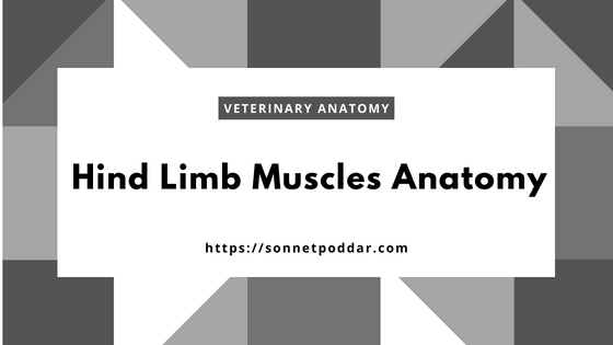 Identification of Hind Limb Muscles of an animal