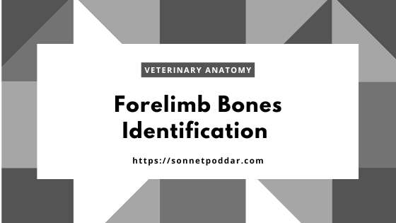 Identification of Osteological Features of Fore Limb's Bones of Animal