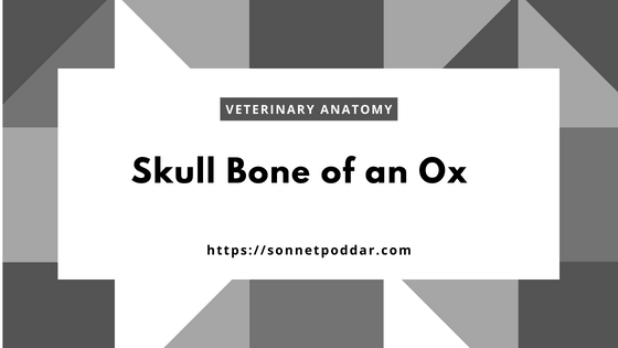 Osteological features of skull bone of an ox