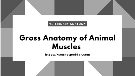 Gross anatomy of animal muscle