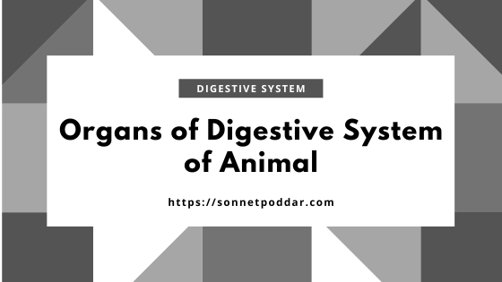 Identification of Different Organs from Digestive System of Animals