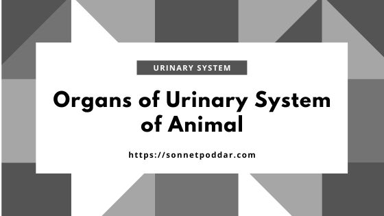 Identification of Urinary System Organs of Ruminant