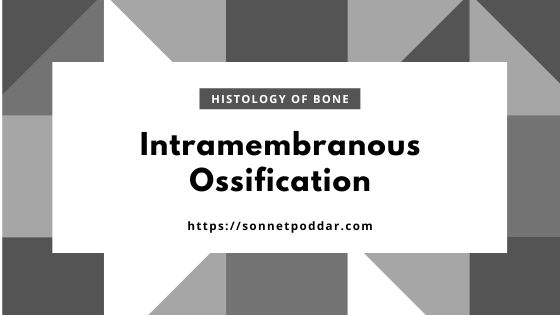 Intramembranous Ossification in Skull Bones