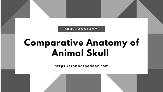 Comparative Anatomy of Skull, Mandible, Ribs, and Sternum of Different Animals
