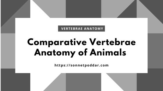 Comparative Vertebrae Anatomy of Different Animals