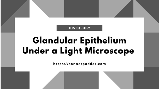 Identification of Glandular Epithelium of Animals under the Light Microscope
