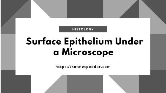 Identification of the Surface Epithelium of an Animal under a Microscope