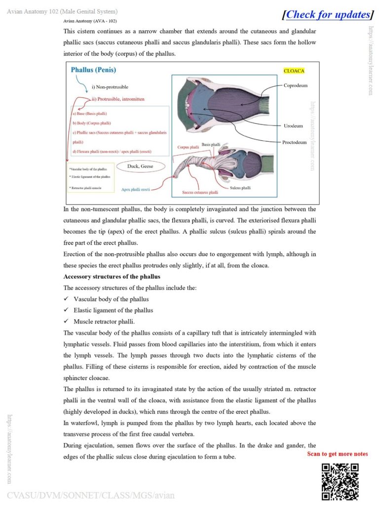 Accessory structures of the avian phallus