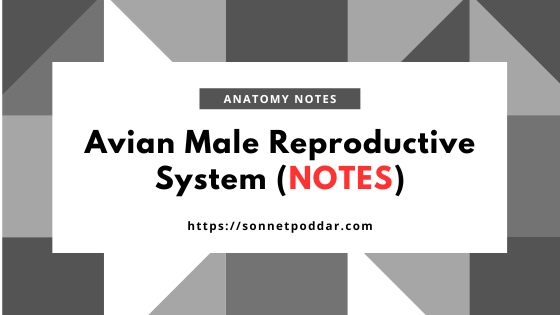Avian male reproductive system notes