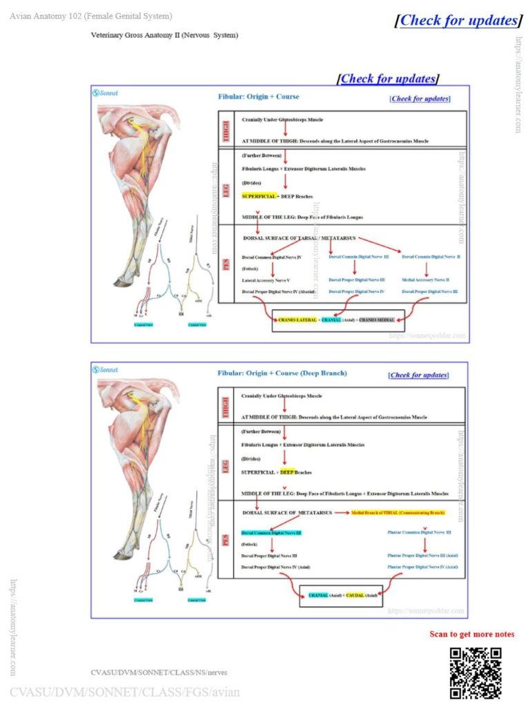 Course of the fibular nerve in the ox, sheep, and goat