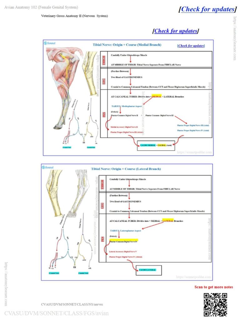 Course of the tibial nerve in the ox, sheep, and goat