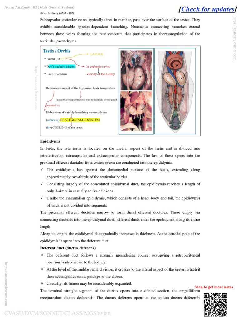 Epididymis and deferent duct of the avian male