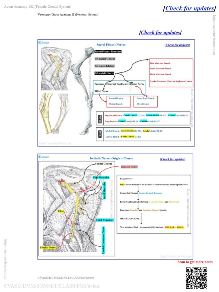 Identification of the lumbosacral plexus nerves from the ox, sheep, and goat