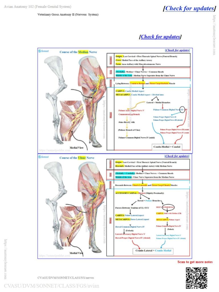 Median and ulnar nerves course in animals like the ox, sheep, and goat