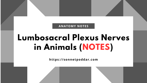 The lumbosacral plexus in animals like the ox, sheep, and goat