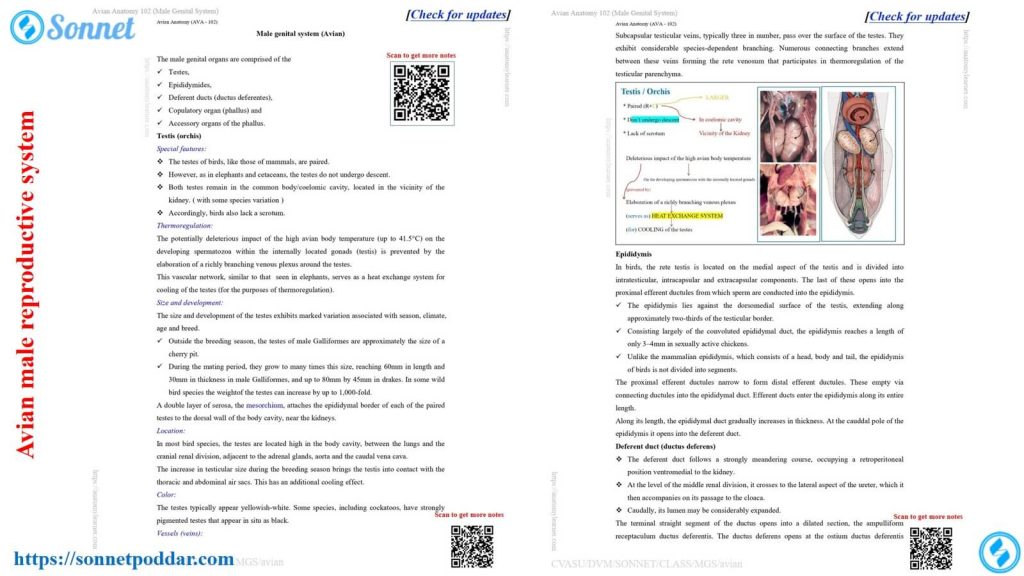 Avian male reproductive system notes
