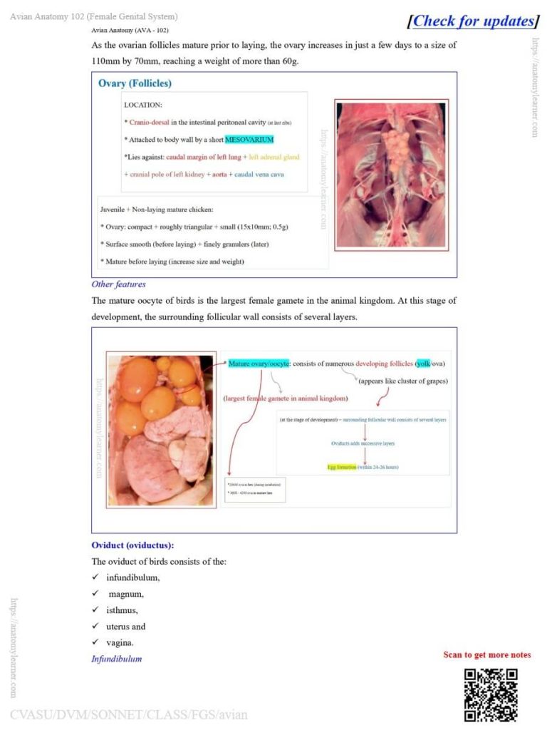 Avian ovary anatomy (chicken, turkey, duck)
