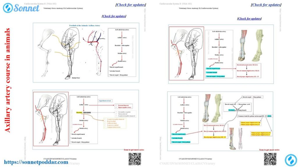 Axillary artery course in animals