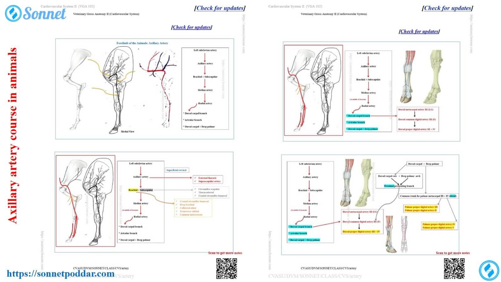 Axillary artery course in animals