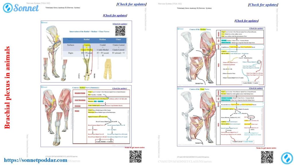 Brachial plexus in animals like the ox, goat, and sheep