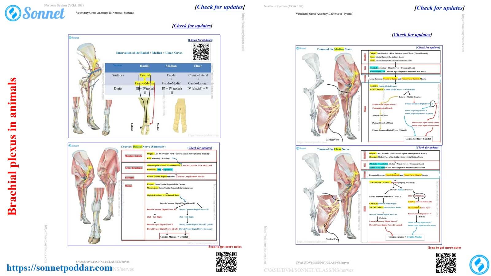 Brachial plexus in animals like the ox, goat, and sheep