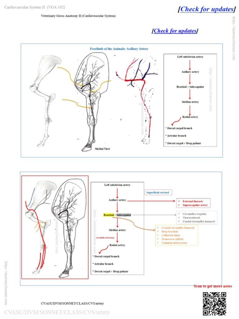 Branches and course of the axillary artery in animals