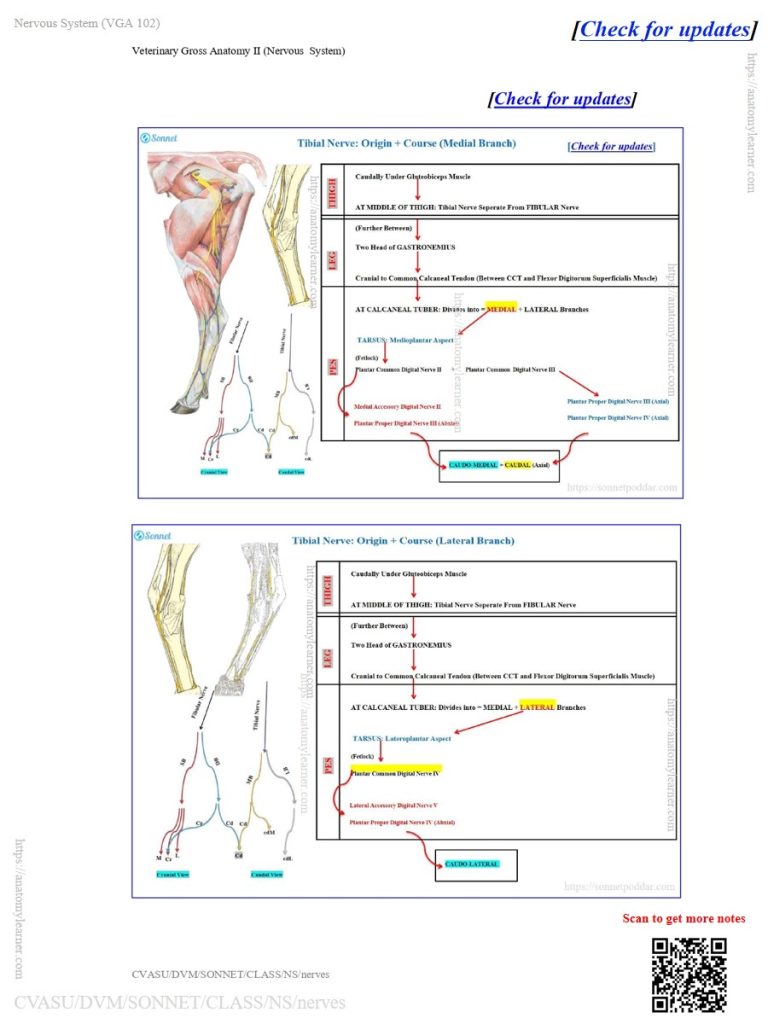 Course of the tibial nerve in the ox, sheep, and goat