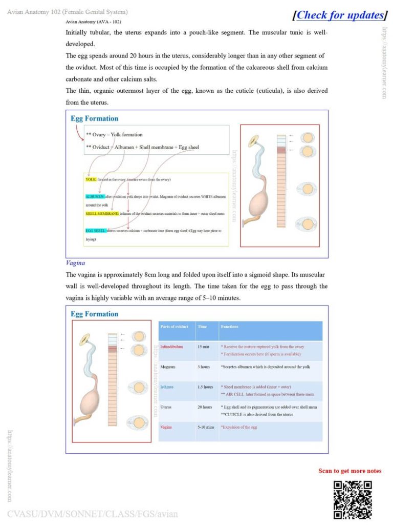 Egg formation process in the chicken