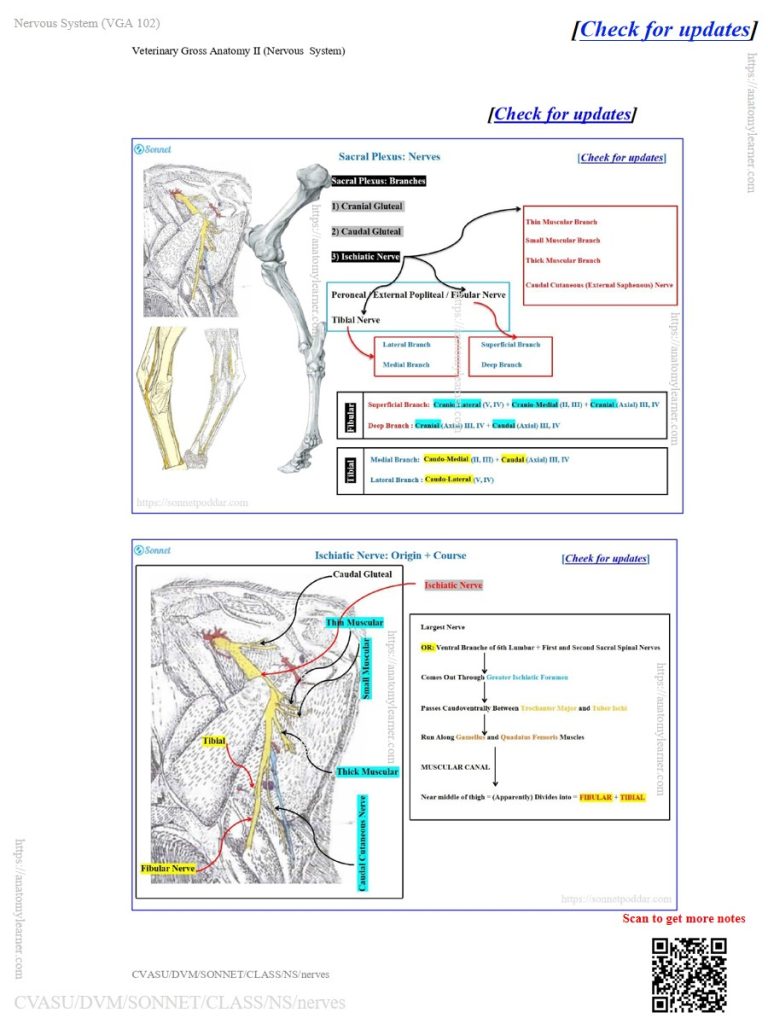 Identification of the lumbosacral plexus nerves from the ox, sheep, and goat