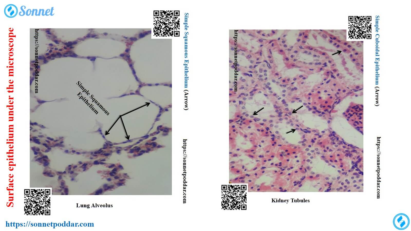 Identification of the surface epithelium of the animals under a microscope