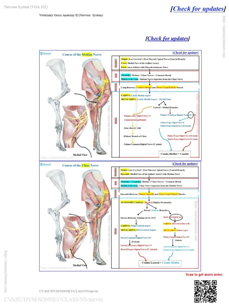 Median and ulnar nerves course in animals like the ox, sheep, and goat