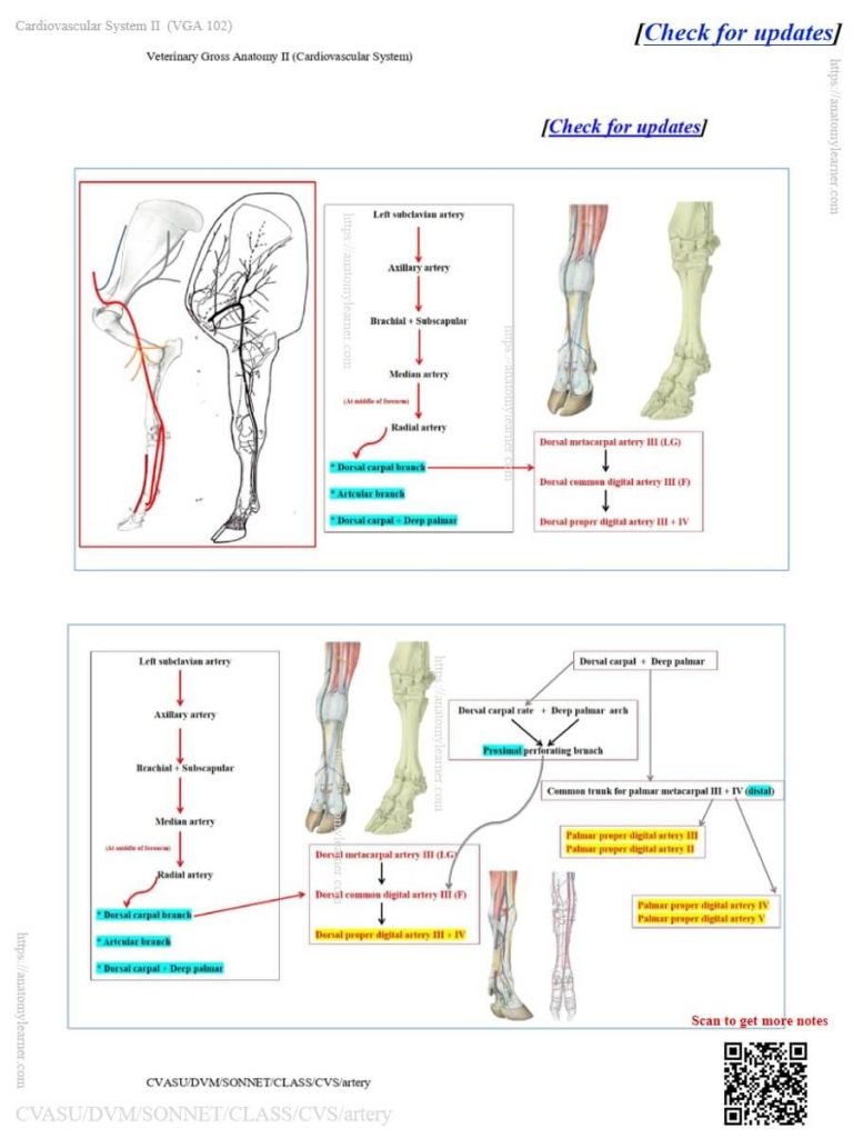 Overview of the axillary artery course in ox, sheep, and goat
