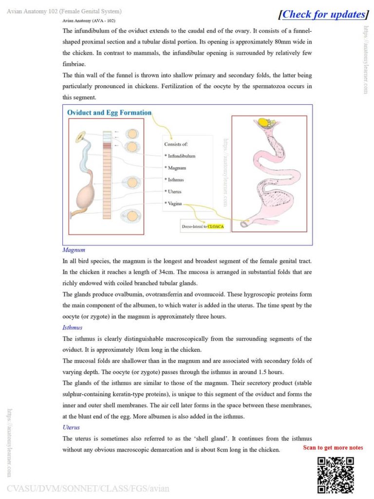 Parts of the oviducts in birds or avian species
