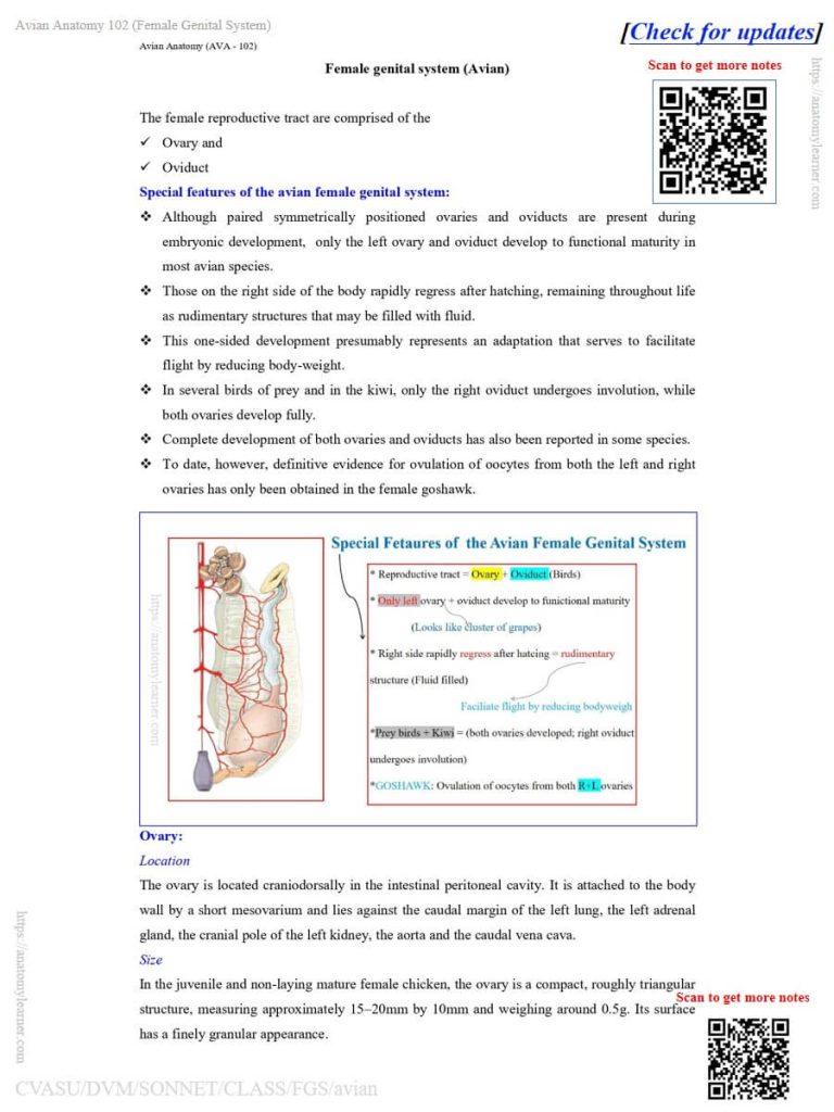 Special features of the avian female reproductive system