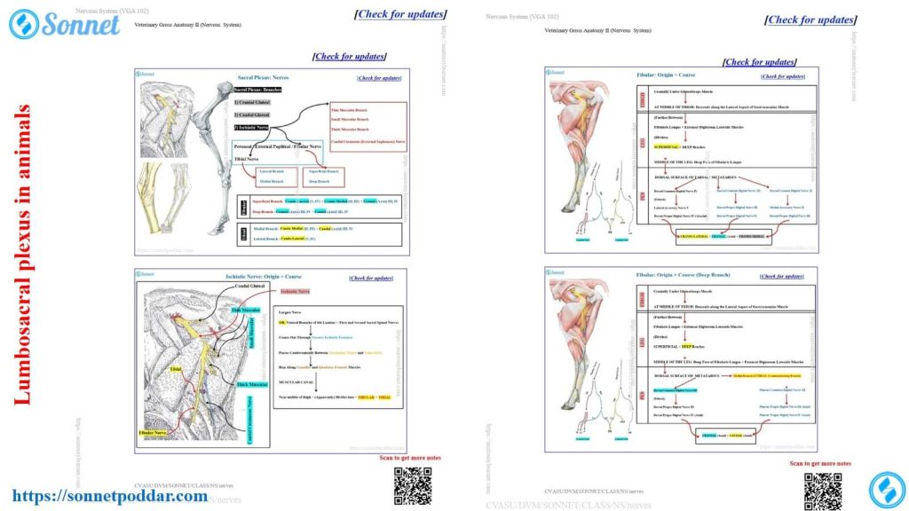 The lumbosacral plexus in animals like the ox, sheep, and goat