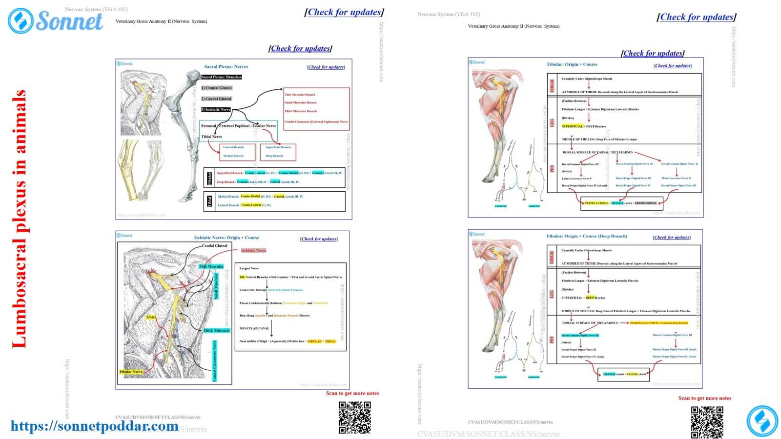 The lumbosacral plexus in animals like the ox, sheep, and goat