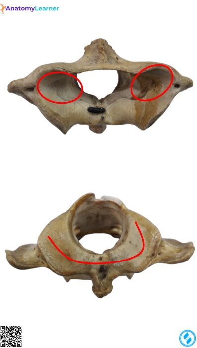 Animal atlas anterior and posterior views