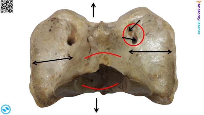 Animal atlas dorsal view