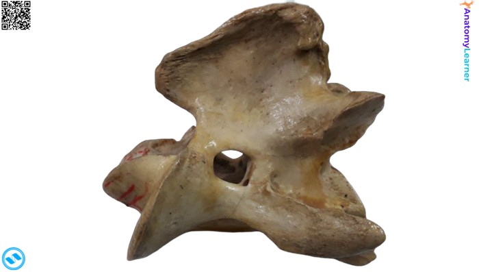 Animal axis bone lateral view