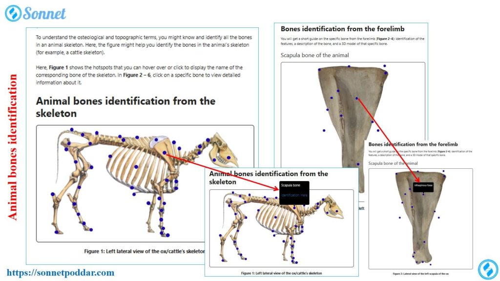 Animal bones identification