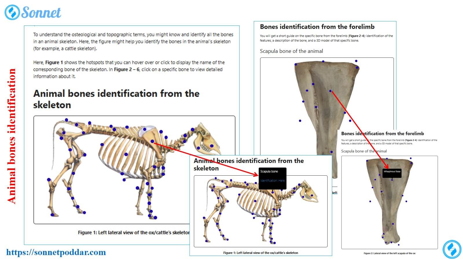 Animal bones identification